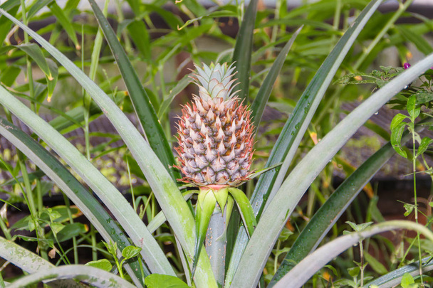 fresh pineapples in the organic garden plant - Photo, Image