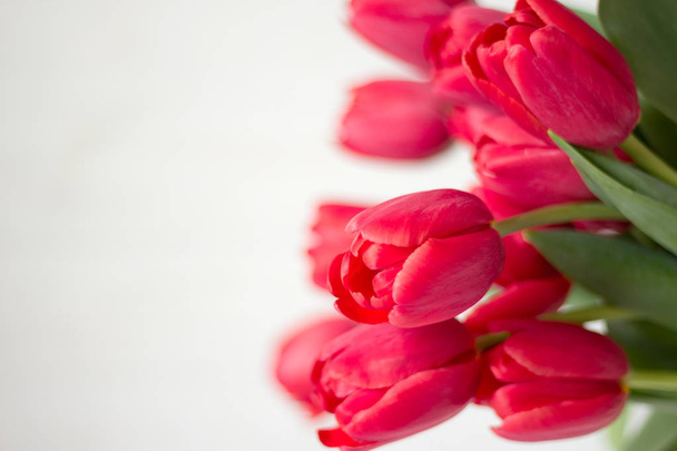 Large bouquet of pink tulips on white background. Selective focus.  - Photo, Image