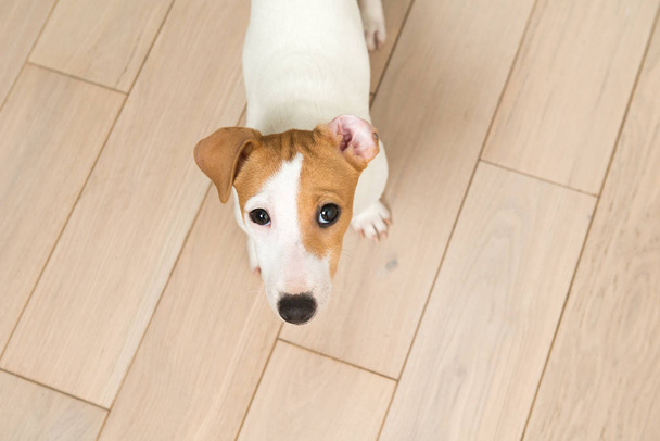 Jack Russell Terrier cachorro
 - Foto, Imagen