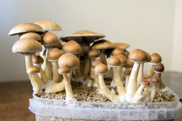 Psychedelic magic mushrooms growing at home, cultivation of psilocybin mushrooms in cake - Photo, Image
