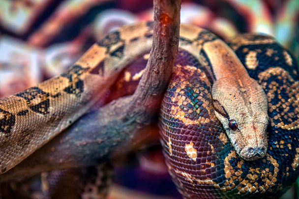 Közeli kép: egy nagy zöld-barna python vagy Pythonidae fekete szeme egy fa ága - Fotó, kép