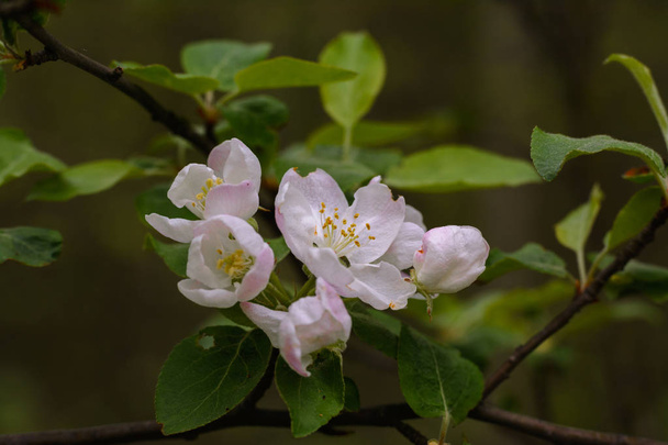 Der Frühling ist da, die Obstbäume sind mit Blumen bedeckt. Apfelbäume, Birnen, Pfirsiche streiten untereinander - wer ist schöner?. - Foto, Bild