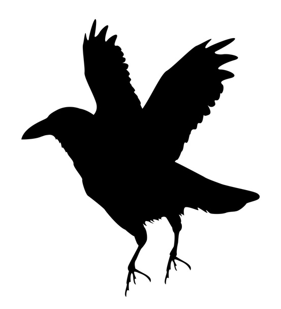 Silueta de cuervo
 - Foto, imagen