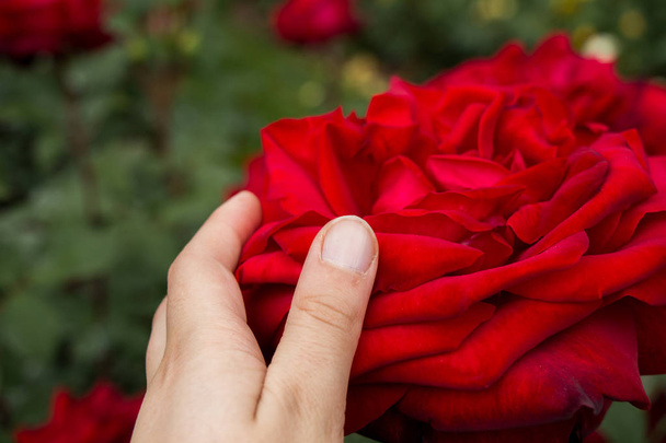 Ręka trzyma kolorowy kwiat róży - Zdjęcie, obraz