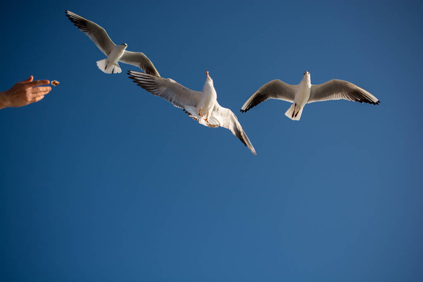 Seagulls flying in sky background - Photo, Image