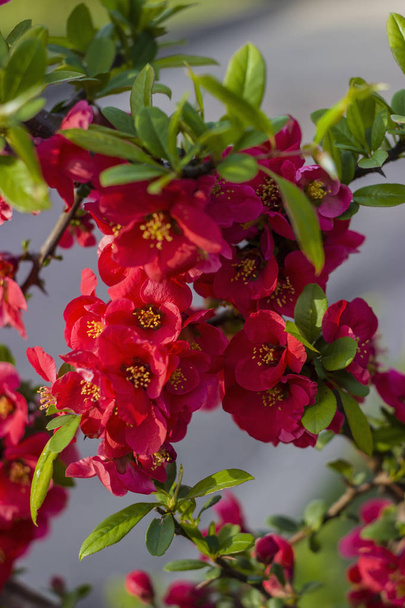 Su un ramo di mela cotogna giapponese fiorirono fiori
 - Foto, immagini