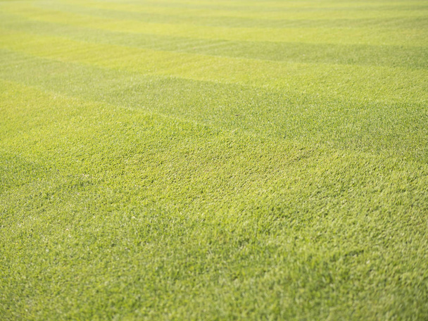 Arka plan, sportif çim, golf sahası - Fotoğraf, Görsel