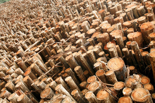 cut logs stacked for industrial use - Photo, Image
