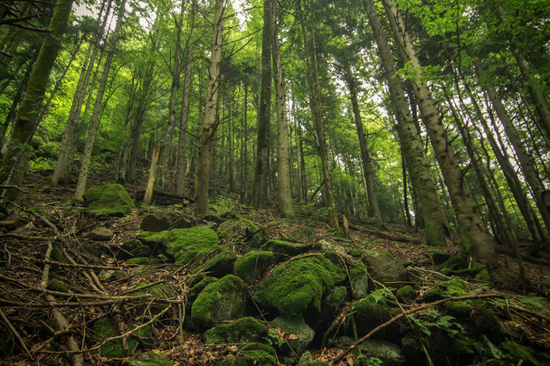 Sentier dans les montagnes des Carpates en Ukraine. Green Forest. marcher
 - Photo, image