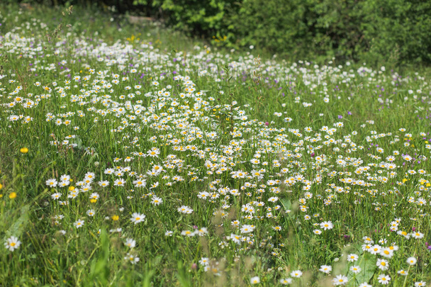 Hermoso fondo floral de primavera o verano
 - Foto, imagen