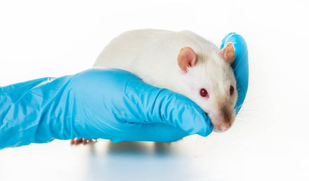 hand in medical gloves hold a rat  - Foto, afbeelding