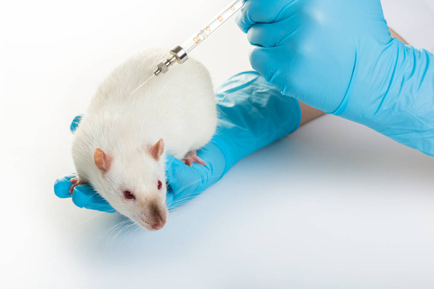 hands in medical gloves make white rat injection - Foto, afbeelding