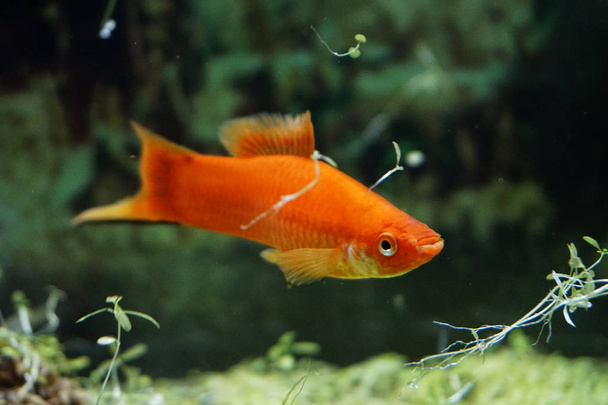 poisson moly orange vue de près
 - Photo, image
