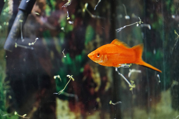 Naranja moly peces vista de cerca
 - Foto, Imagen