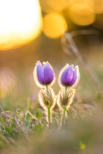 Pasque pulsatilla flower. Spring blossom on the sunset background, blooming meadow. Nice detail, colorful bokeh. - Photo, image