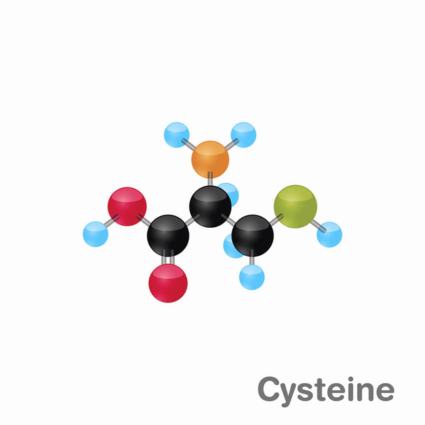 Composición molecular y estructura de la cisteína, Cys, mejor para libros y educación
 - Vector, Imagen