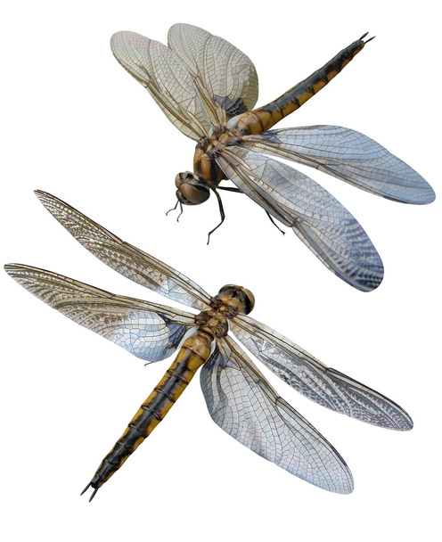 Insectes libellules
 - Photo, image