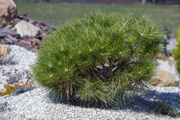 Cultivar dwarf mountain pine Pinus mugo var. pumilio in the rocky garden - Photo, Image