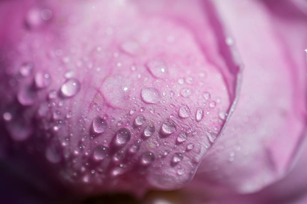 Όμορφο πολύχρωμο τριαντάφυλλο με σταγόνες νερού σε αυτό - Φωτογραφία, εικόνα