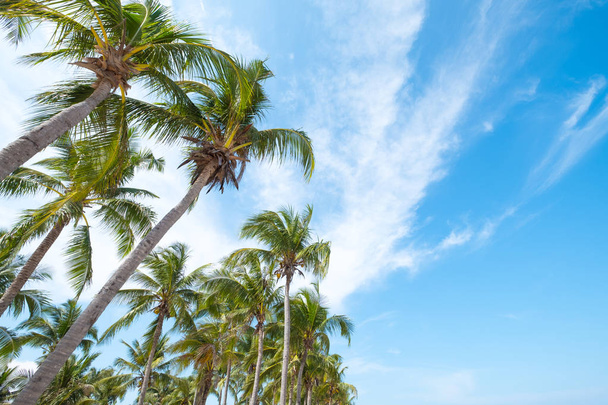 low angle shot - coconut palm tree on tropical beach blue sky with sunlight of morning in summer. - Foto, Imagem