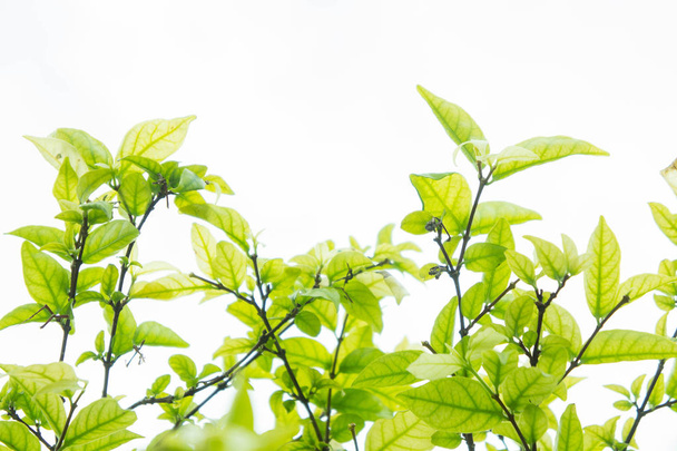 yaprak yeşil arka plan ve kopya alanı - Fotoğraf, Görsel