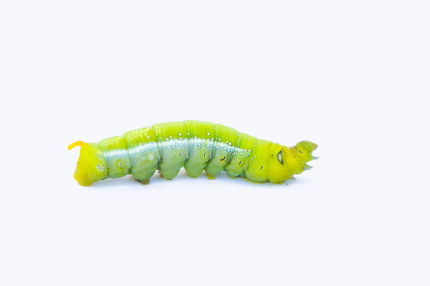 Green worm caterpillars animals isolate on white background - Photo, Image