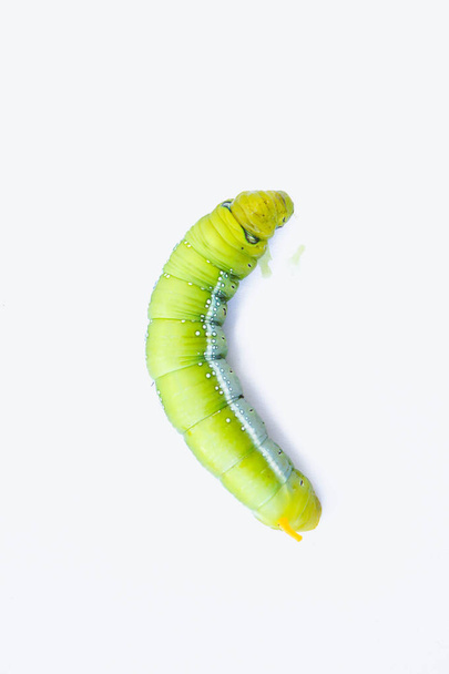 Zelený červ housenky zvířata izolovat na bílém pozadí - Fotografie, Obrázek