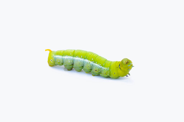 Verme verde lagartas animais isolados no fundo branco - Foto, Imagem