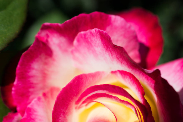 Mooie frisse rozen in close-up uitzicht - Foto, afbeelding