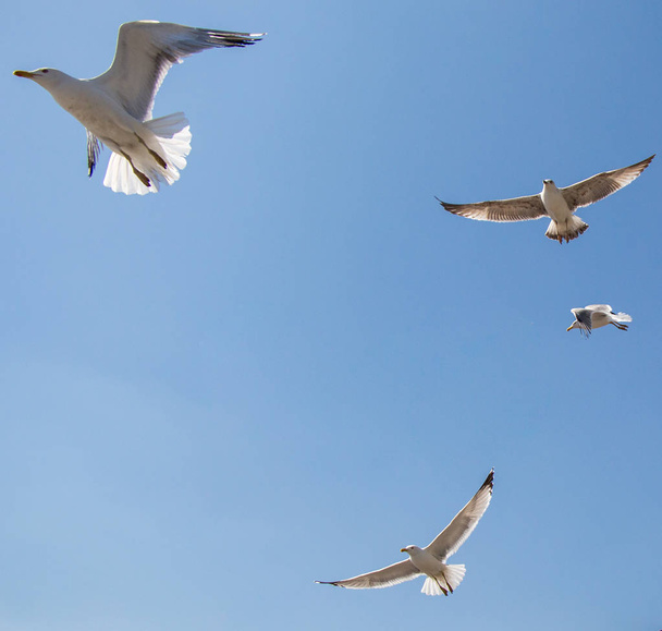 Möwen fliegen im blauen Himmel als Hintergrund - Foto, Bild