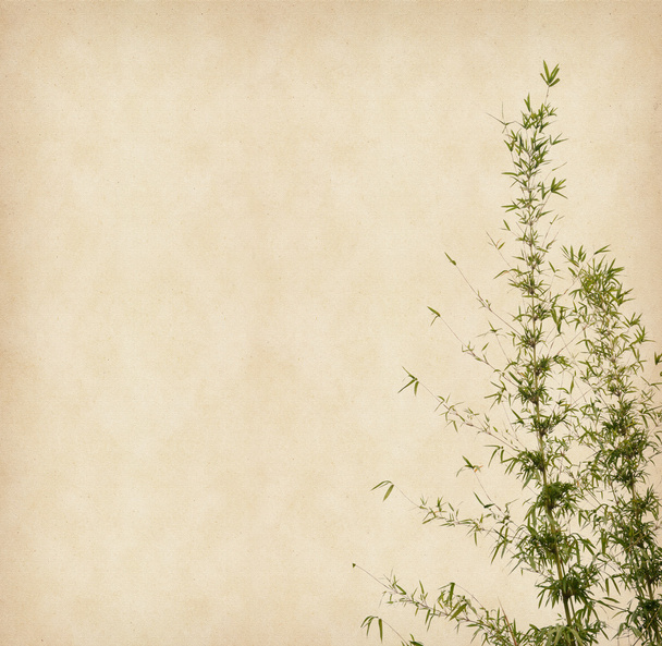 bamboe op oude grunge papier textuur achtergrond - Foto, afbeelding