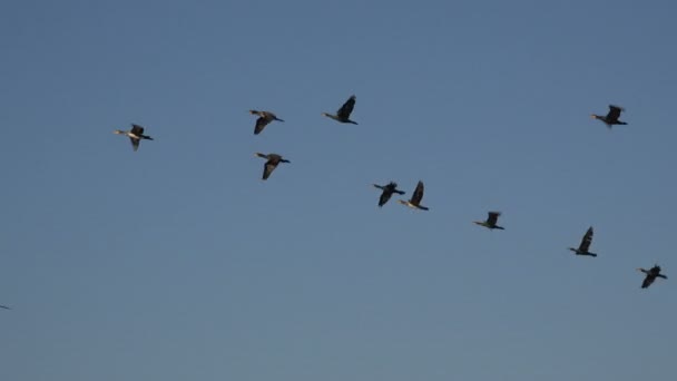 Os pássaros voam em um rebanho sobre a água do oceano muito baixa, migração de patos selvagens
 - Filmagem, Vídeo