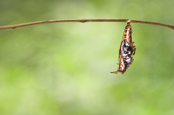 (Athyma 走った軍曹の黒い縞模様のある蝶の成熟した蛹 - 写真・画像
