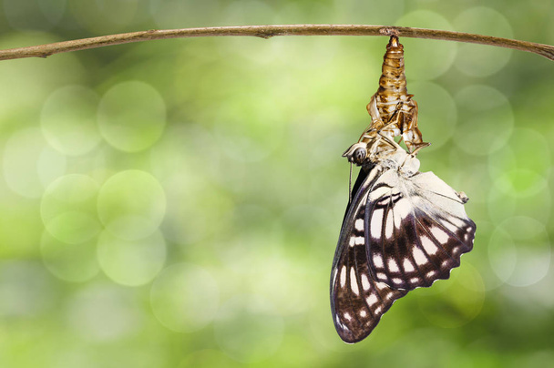 Emergió de la mariposa sargento de venas negras (Athyma ranga) de
 - Foto, Imagen