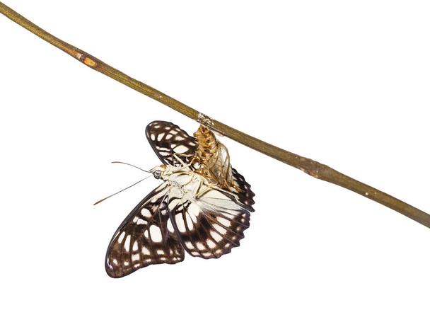 Vista ventral isolada da borboleta de sargento de veios pretos (Athym
 - Foto, Imagem