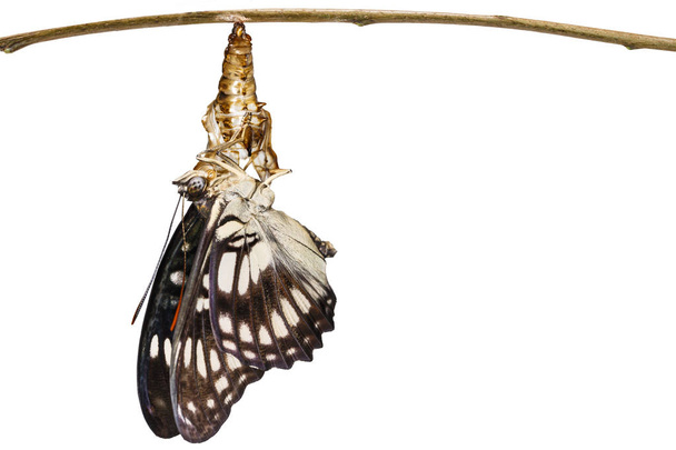 Isolated Black-veined sergeant butterfly ( Athyma ranga ) emergi - Photo, Image