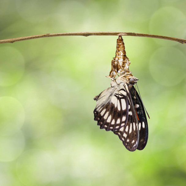 Schwarzadern-Feldwebel-Schmetterling (athyma ranga), der auftaucht und - Foto, Bild