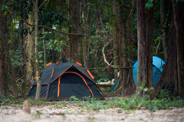 Tente touristique noire au milieu de la jungle
 - Photo, image