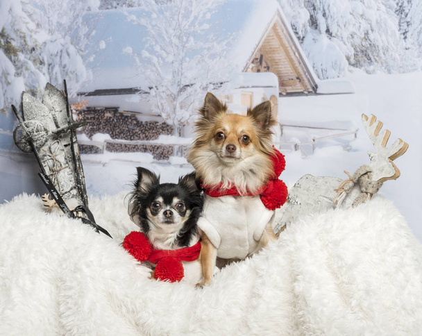 Chihuahuas sitting together on fur in winter scene  - Photo, Image