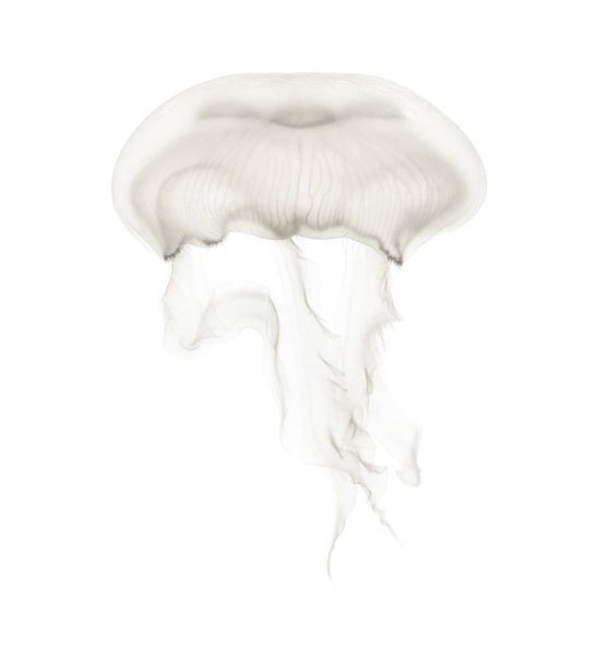 Аурелия аурита также называется общей медузы против белого ba
 - Фото, изображение