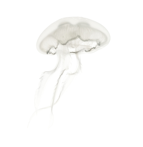 Aurelia aurita também chamado de medusa comum contra ba branca
 - Foto, Imagem