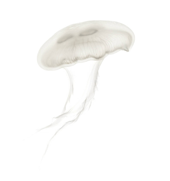 Aurelia aurita, más néven a közös medúza fehér ba ellen - Fotó, kép