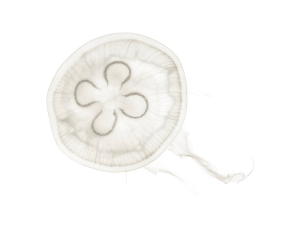 Aurelia aurita also called the common jellyfish against white ba - Photo, Image