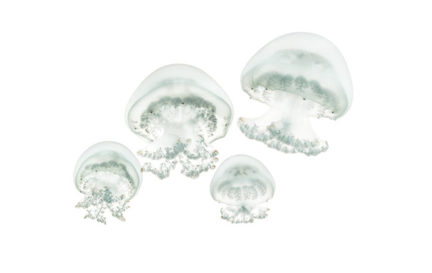 Cannonball medúzy nebo cabbagehead medúzy, Stomolophus melea - Fotografie, Obrázek