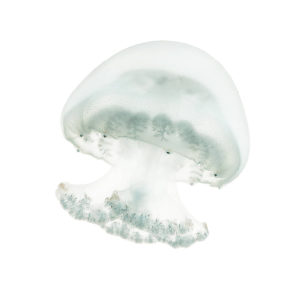 Пушечная медуза или медуза-медуза, Stomolophus melea
 - Фото, изображение
