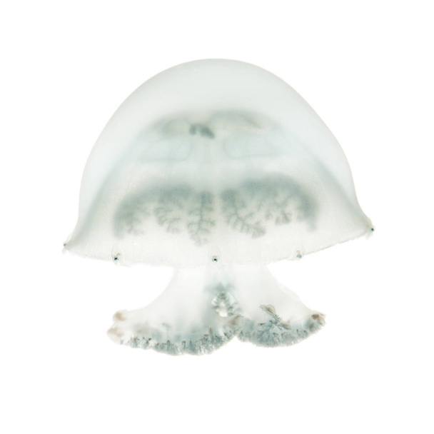 Meduse a sfera di cannone o meduse a testa di cavolo, Stomolophus melea
 - Foto, immagini