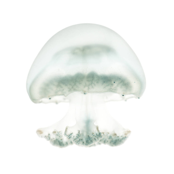 Ágyúgolyó medúza vagy cabbagehead medúzák, Stomolophus melea - Fotó, kép