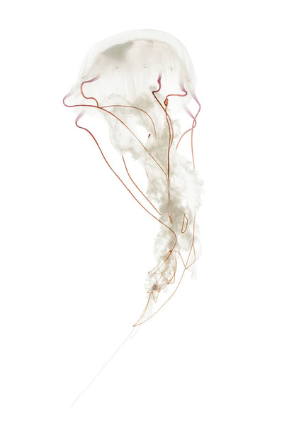 Fialová proužkovaná medúzy, Chrysaora colorata, plavání proti w - Fotografie, Obrázek
