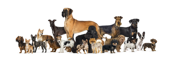 Suuri ryhmä puhdasrotuisia koiria studiossa valkoista taustaa vasten
 - Valokuva, kuva