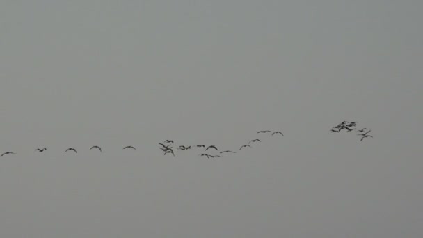 aves vuelan en una bandada sobre el agua del océano, temprano en la mañana
 - Imágenes, Vídeo